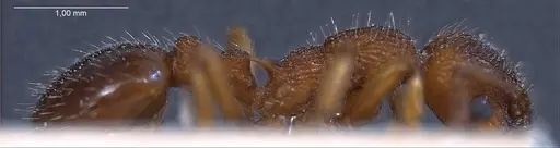 Myrmica specioides - ANTWEB1008463