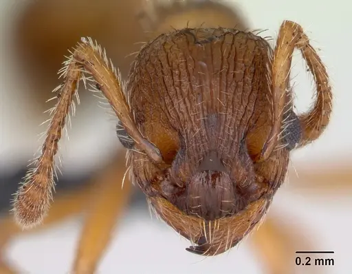 Myrmica specioides - CASENT0172726