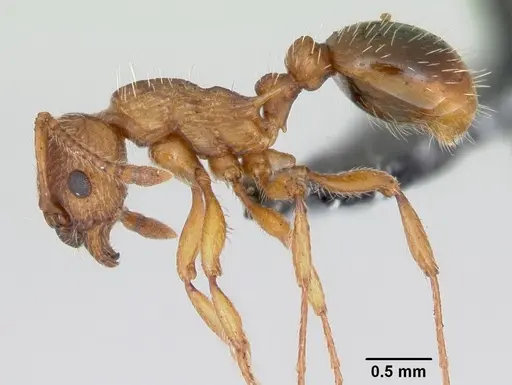 Myrmica specioides - CASENT0172726