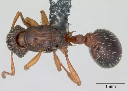 Myrmica specioides - CASENT0172727