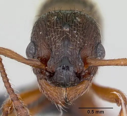 Myrmica specioides - CASENT0172727
