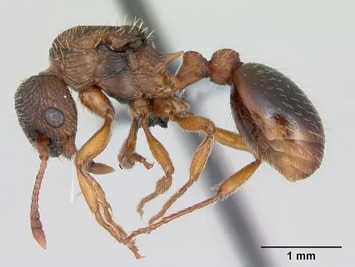 Myrmica specioides - CASENT0172727
