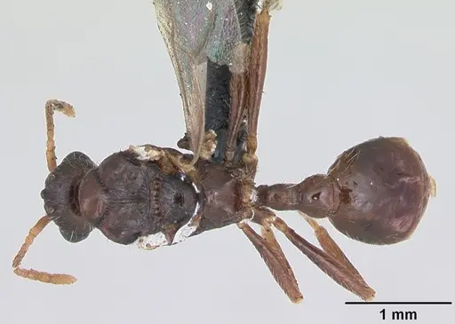 Myrmica specioides - CASENT0172729