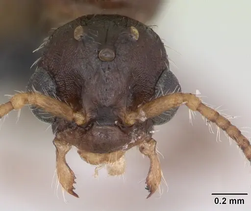 Myrmica specioides - CASENT0172729