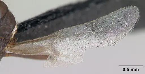 Myrmica specioides - CASENT0172729