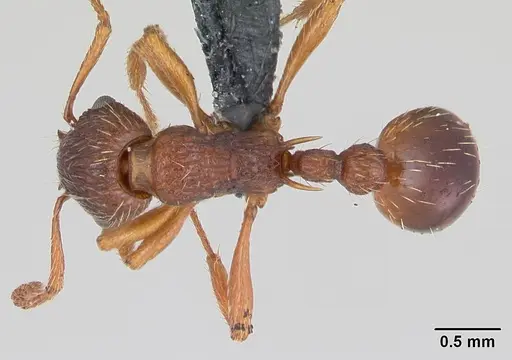 Myrmica specioides - CASENT0172730