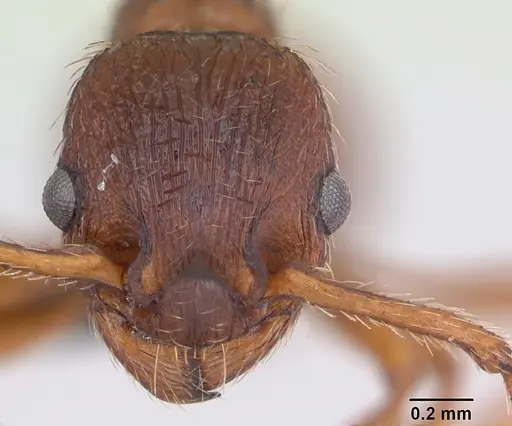 Myrmica specioides - CASENT0172730