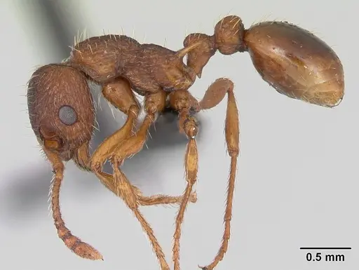 Myrmica specioides - CASENT0172730