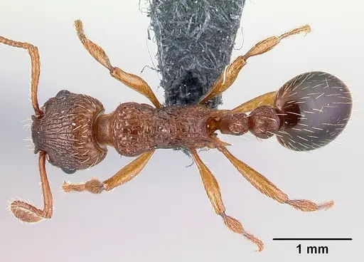 Myrmica specioides - CASENT0179915