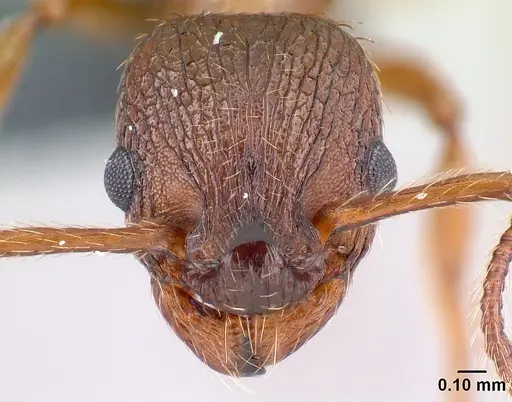 Myrmica specioides - CASENT0179915