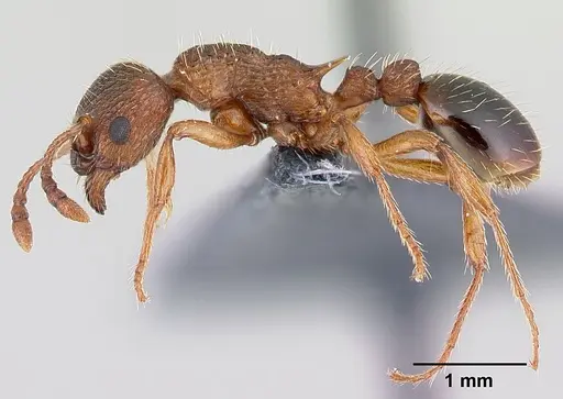 Myrmica specioides - CASENT0179915