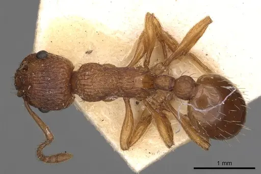 Myrmica specioides - CASENT0900280