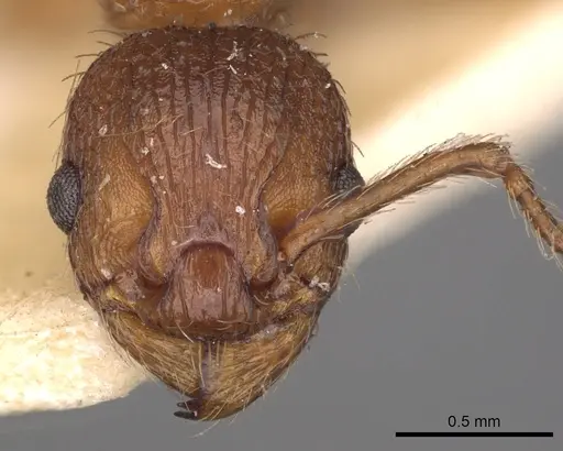 Myrmica specioides - CASENT0900280