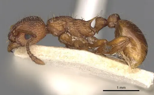 Myrmica specioides - CASENT0900280