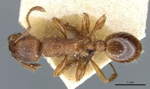 Myrmica specioides - CASENT0904068