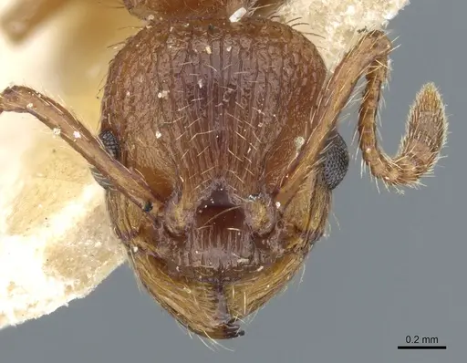 Myrmica specioides - CASENT0904068