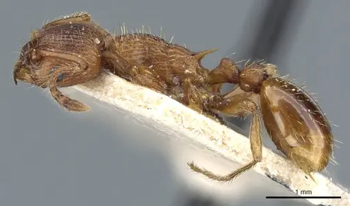 Myrmica specioides - CASENT0904068