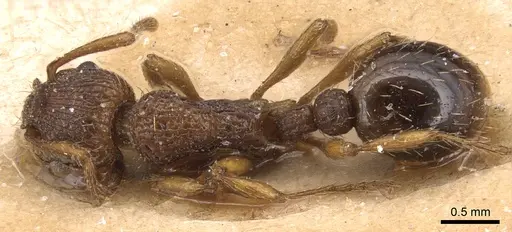 Myrmica specioides - CASENT0904830