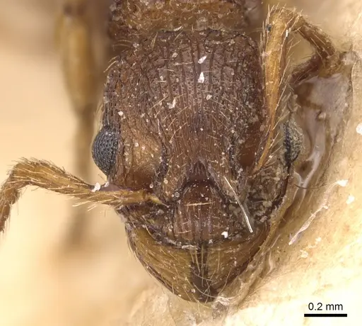 Myrmica specioides - CASENT0904830