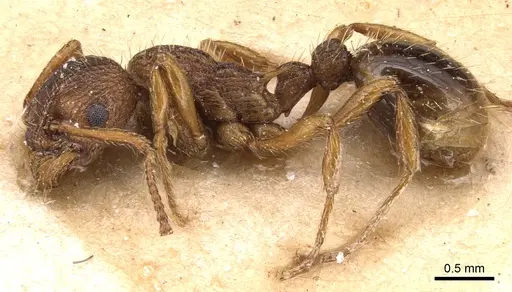 Myrmica specioides - CASENT0904830