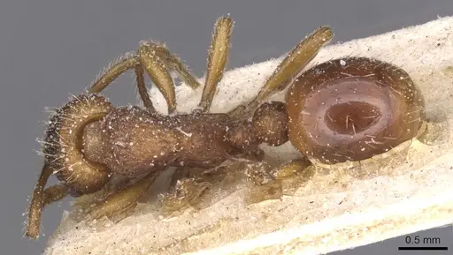 Myrmica specioides - CASENT0913083