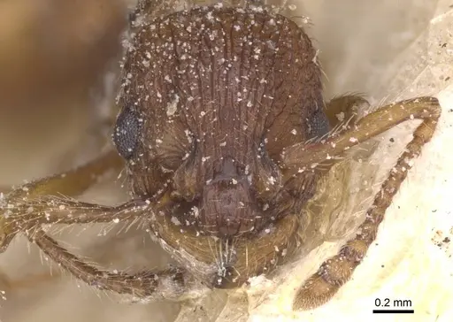 Myrmica specioides - CASENT0913083