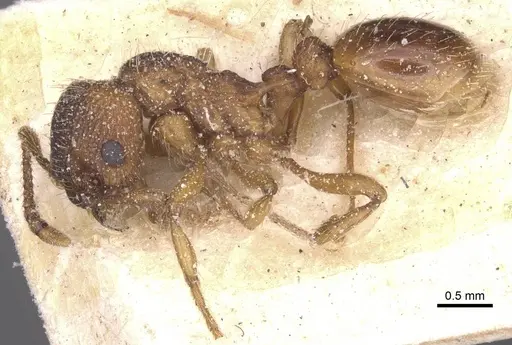 Myrmica specioides - CASENT0913083