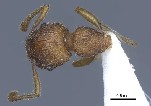 Myrmica specioides - CASENT0916887