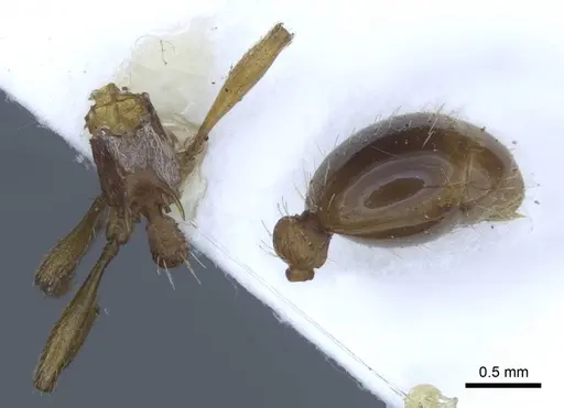 Myrmica specioides - CASENT0916887