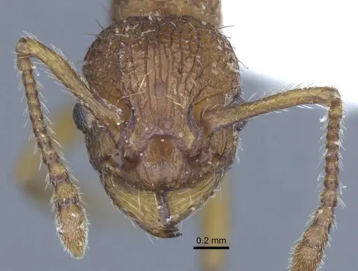 Myrmica specioides - CASENT0916887