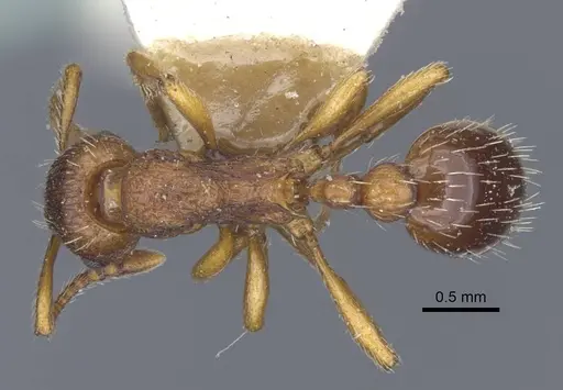 Myrmica specioides - CASENT0916890