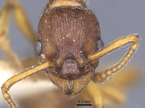 Myrmica specioides - CASENT0916890