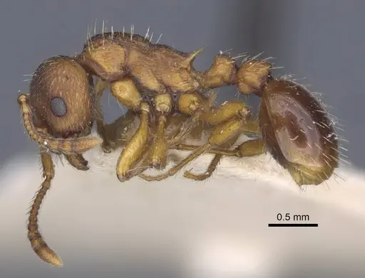 Myrmica specioides - CASENT0916890
