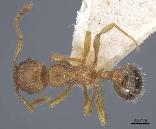 Myrmica specioides - CASENT0917040