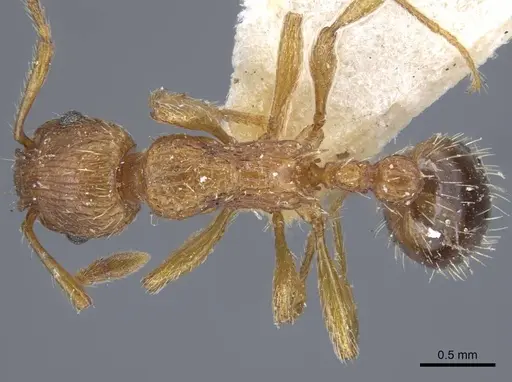 Myrmica specioides - CASENT0917040