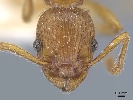 Myrmica specioides - CASENT0917040