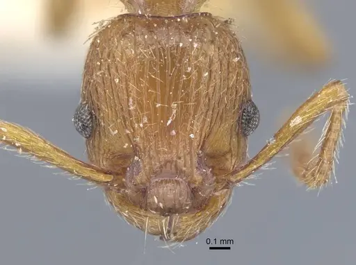 Myrmica specioides - CASENT0917040