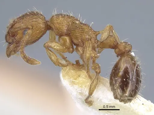 Myrmica specioides - CASENT0917040