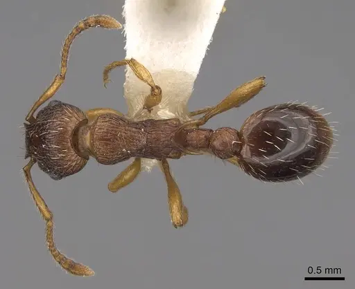 Myrmica specioides - CASENT0922796