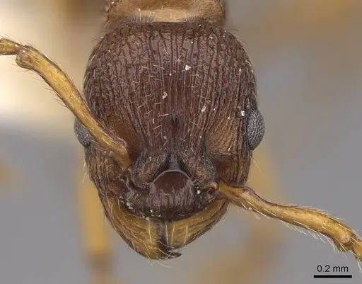 Myrmica specioides - CASENT0922796