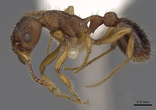 Myrmica specioides - CASENT0922796