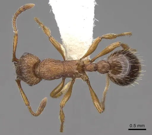 Myrmica specioides - CASENT0922798