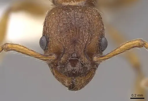 Myrmica specioides - CASENT0922798