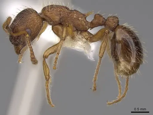 Myrmica specioides - CASENT0922798