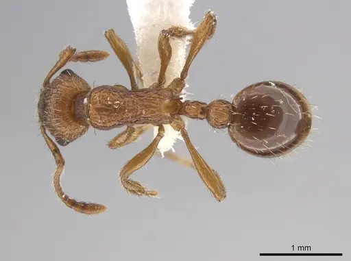 Myrmica specioides - JTLC000006261