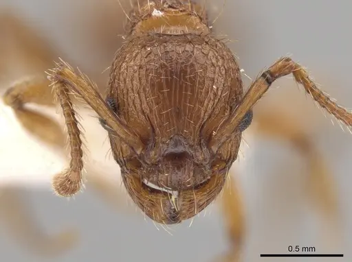 Myrmica specioides - JTLC000006261