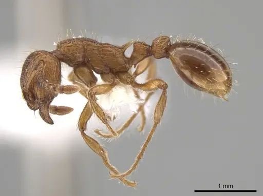 Myrmica specioides - JTLC000006261