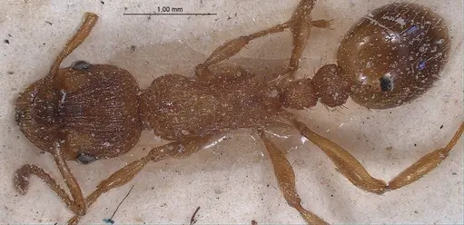 Myrmica spinosior specimen