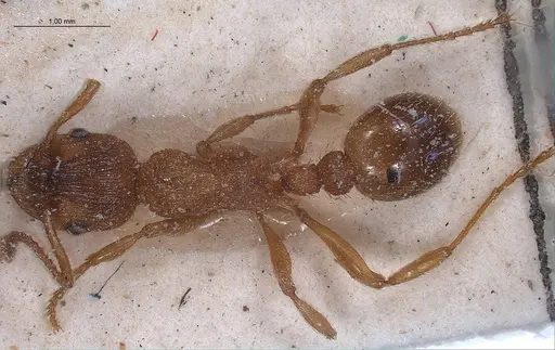Myrmica spinosior specimen