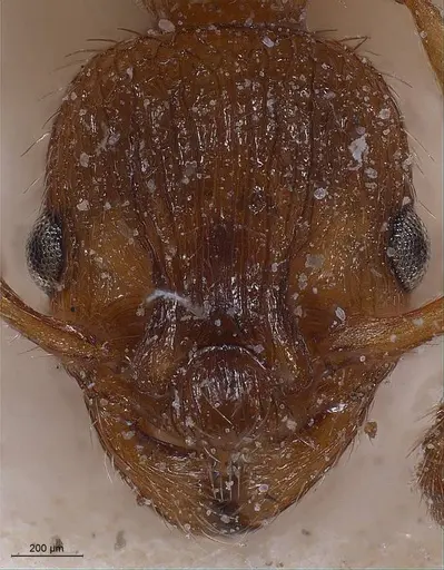 Myrmica spinosior specimen